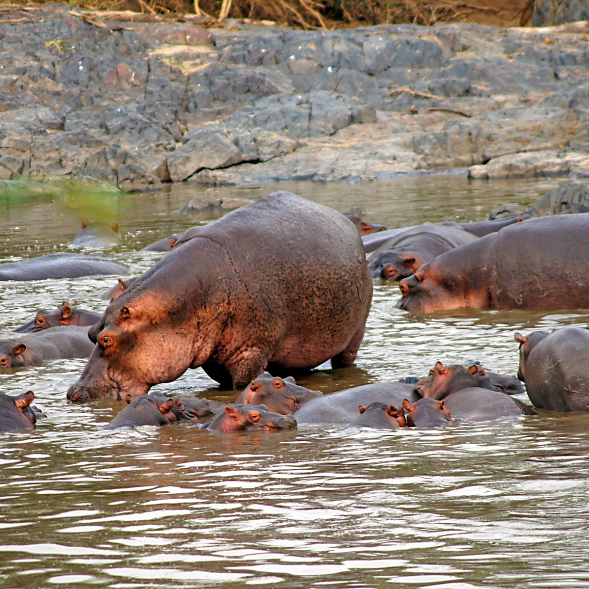 Hippos and Humans: Thriving Together in Community – Hippotanicals, image size:1200x1200